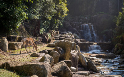 Exploring the Wild: A Guide to Visiting Kanha National Park, India