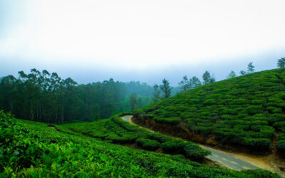 Exploring the Enchanting Beauty of Munnar: A Kerala Gem