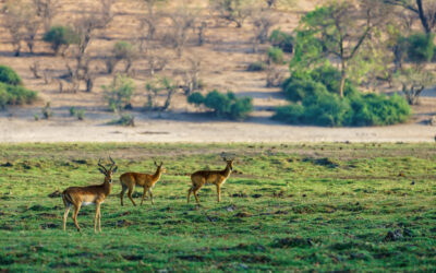 Roaring Adventures: A Guide to Exploring Ranthambore National Park, India