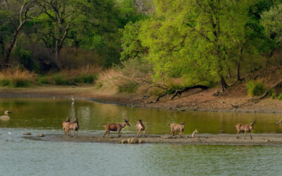 Exploring the Majestic Wilderness: A Journey Through Kanha National Park